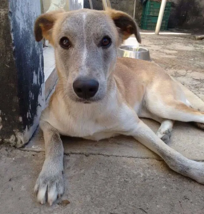 Cachorro ra a Vira Lata idade 1 ano nome Luma