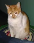Mia