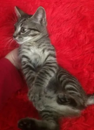 Gato raça  idade 2 a 6 meses nome Gatinha