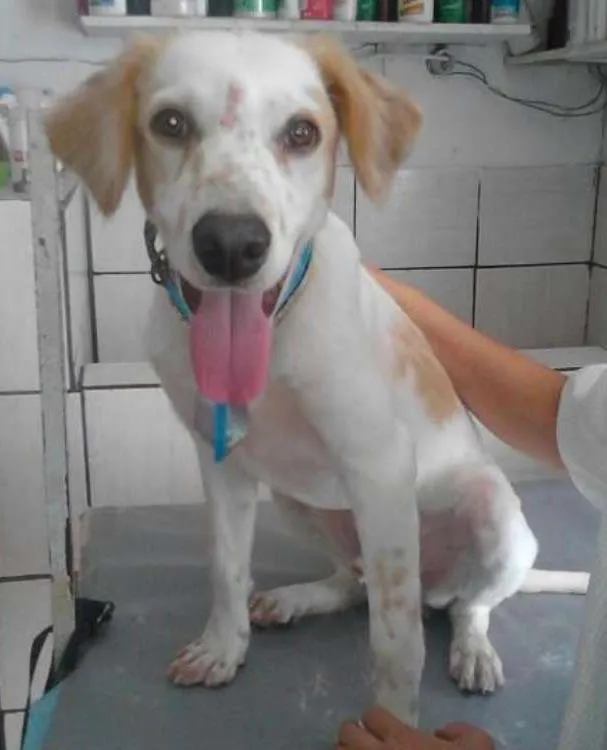 Cachorro ra a Vira-lata idade 7 a 11 meses nome Fred