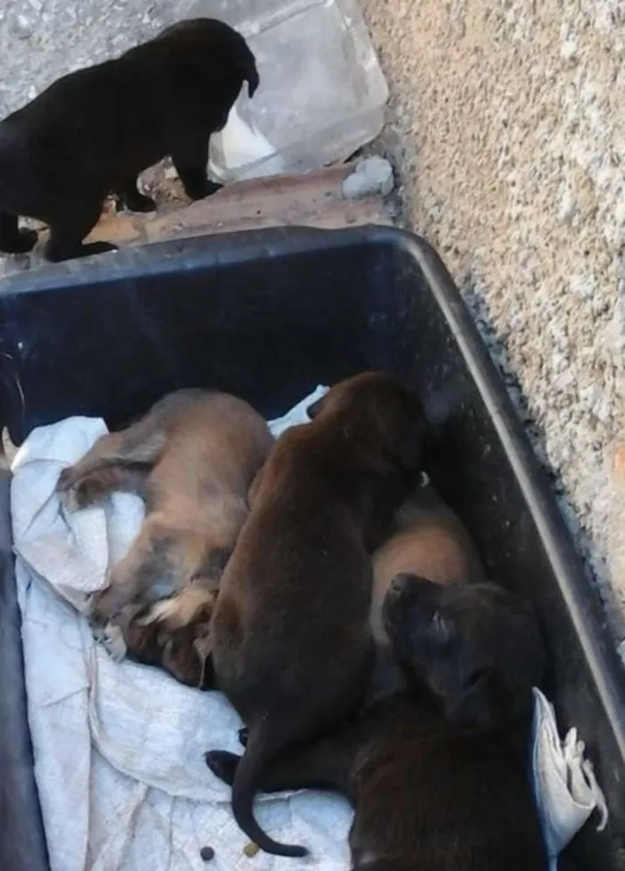 Cachorro raça Vira Lata idade Abaixo de 2 meses nome Filhotes