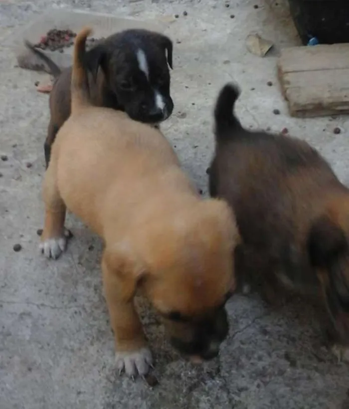 Cachorro raça Vira Lata idade Abaixo de 2 meses nome Filhotes