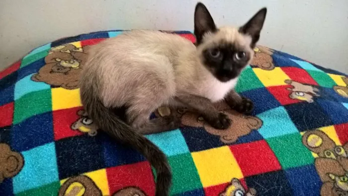 Gato ra a siamesa idade 2 a 6 meses nome tulipa