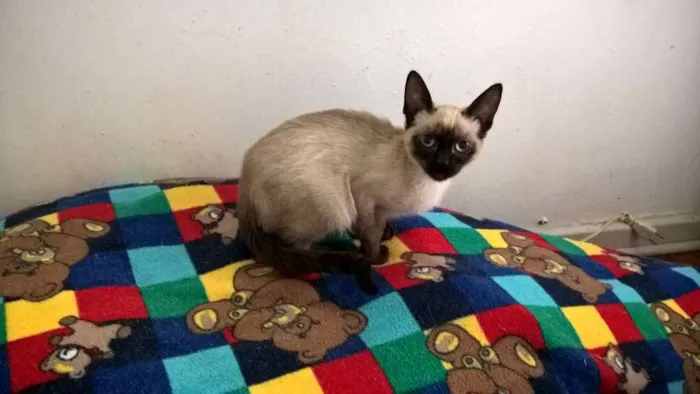 Gato ra a siamesa idade 2 a 6 meses nome tulipa