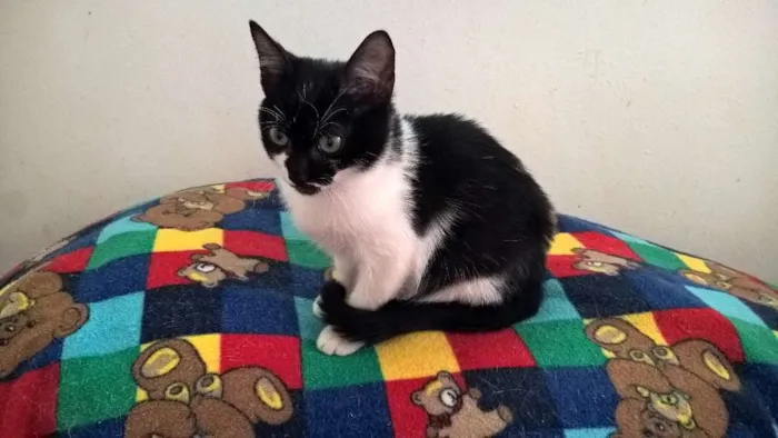 Gato ra a srd idade 2 a 6 meses nome lirio