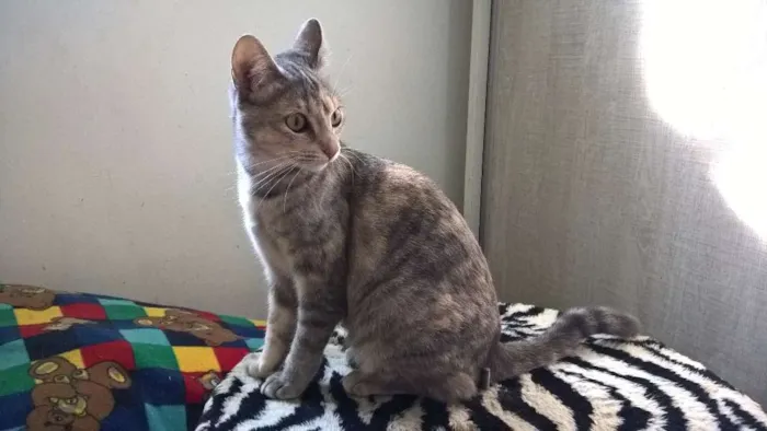 Gato ra a srd idade 2 a 6 meses nome petunia