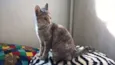petunia