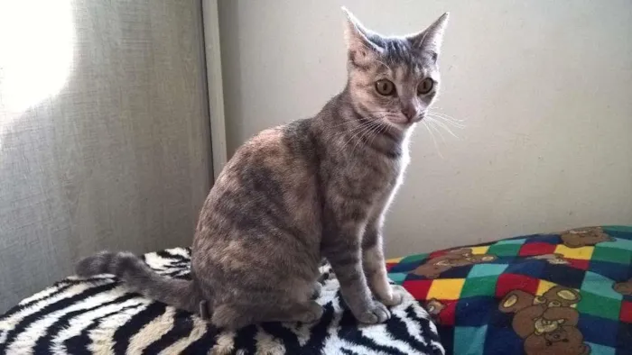Gato ra a srd idade 2 a 6 meses nome petunia