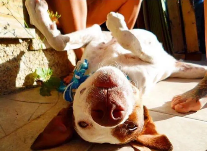 Cachorro ra a Vira lata idade 3 anos nome Cristina