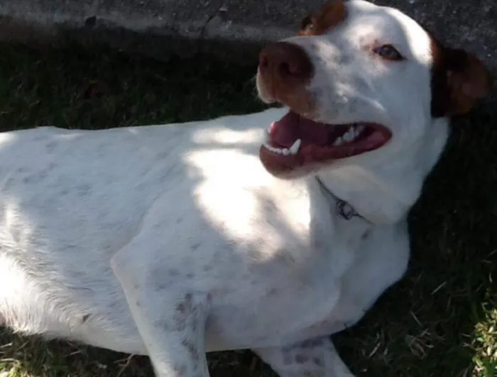 Cachorro ra a Vira lata idade 3 anos nome Cristina