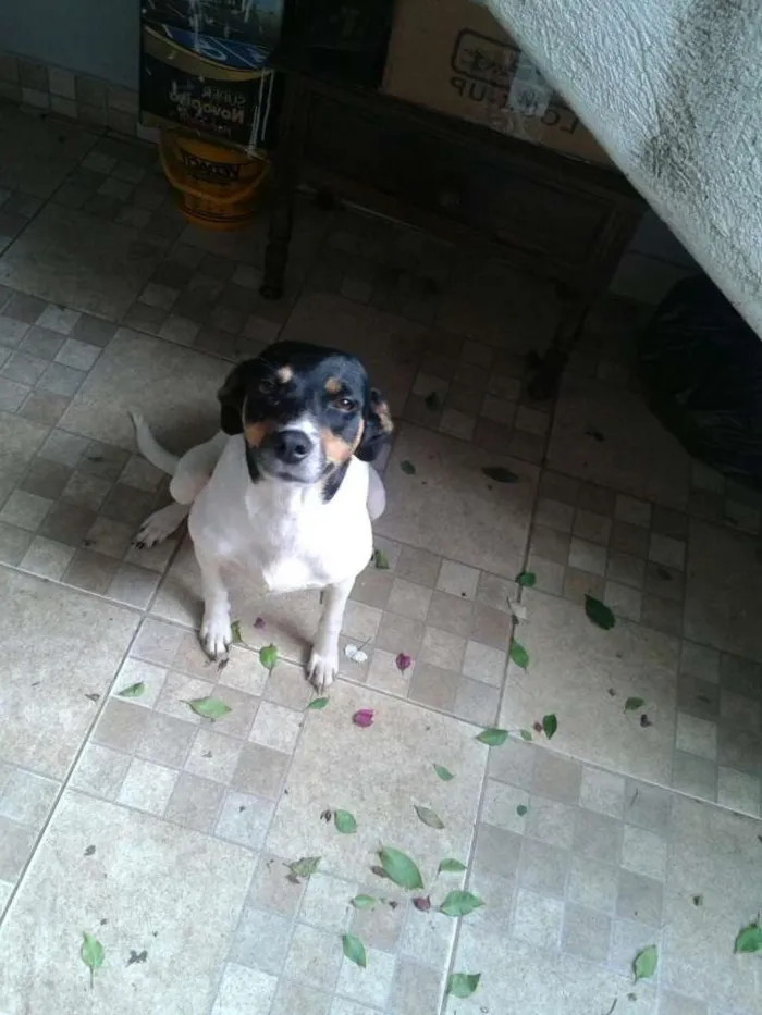 Cachorro ra a Vira-Lata/Fox Paulistinha idade 3 anos nome Lili 
