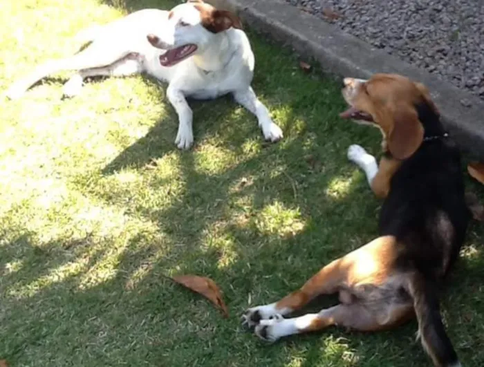 Cachorro ra a Vira lata idade 3 anos nome Cristina
