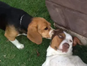 Cachorro raça Vira lata idade 3 anos nome Cristina