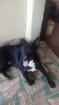 negão