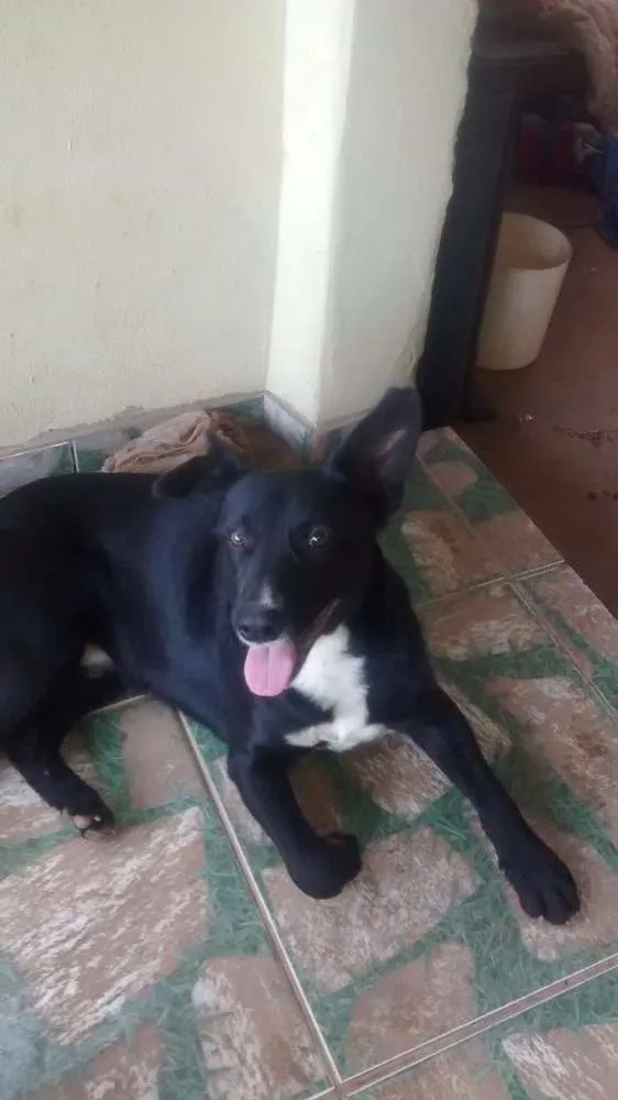 Cachorro raça não sei idade 1 ano nome negão
