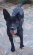 negão