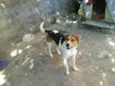 Maiado