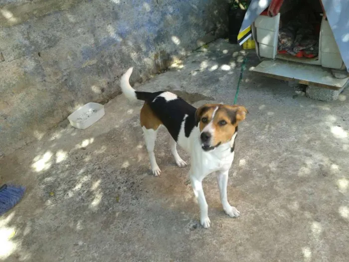 Cachorro ra a Vira-Lata/Fox Paulistinha idade 3 anos nome Maiado