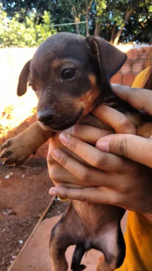 Cachorro raça Vira lata  idade Abaixo de 2 meses nome Não tem nome