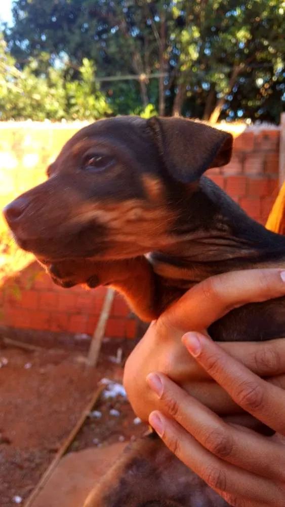 Cachorro ra a Vira lata  idade Abaixo de 2 meses nome Não tem nome