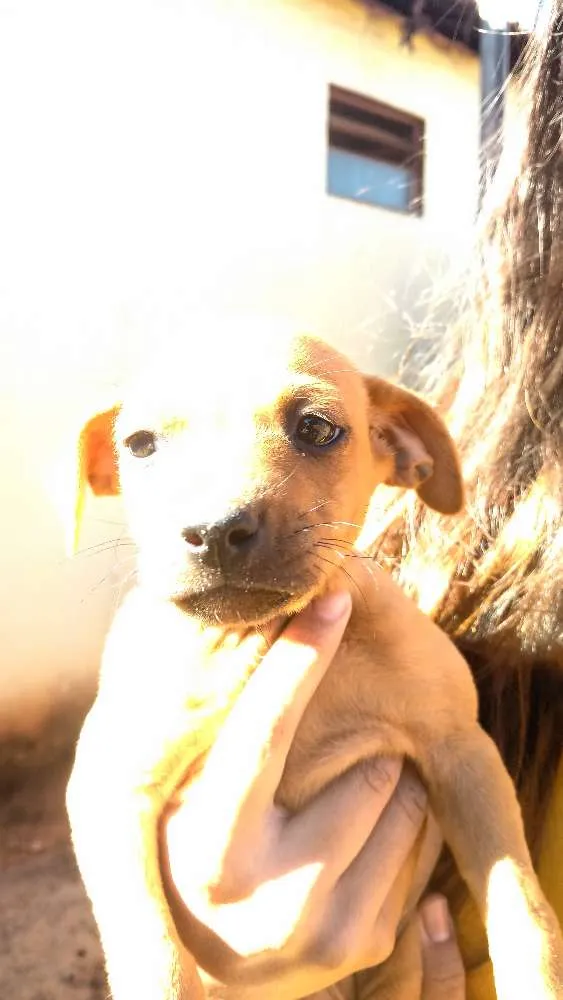 Cachorro ra a Vira lata  idade Abaixo de 2 meses nome Não tem nome