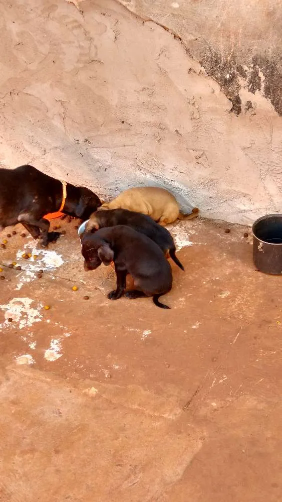 Cachorro ra a Vira lata  idade Abaixo de 2 meses nome Não tem nome