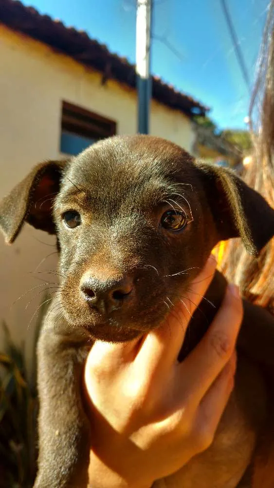 Cachorro ra a Vira lata  idade Abaixo de 2 meses nome Não tem nome