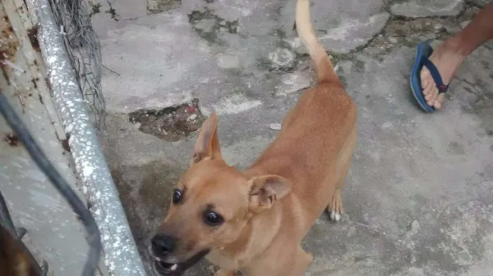 Cachorro raça Indefinida idade 7 a 11 meses nome Caramelo
