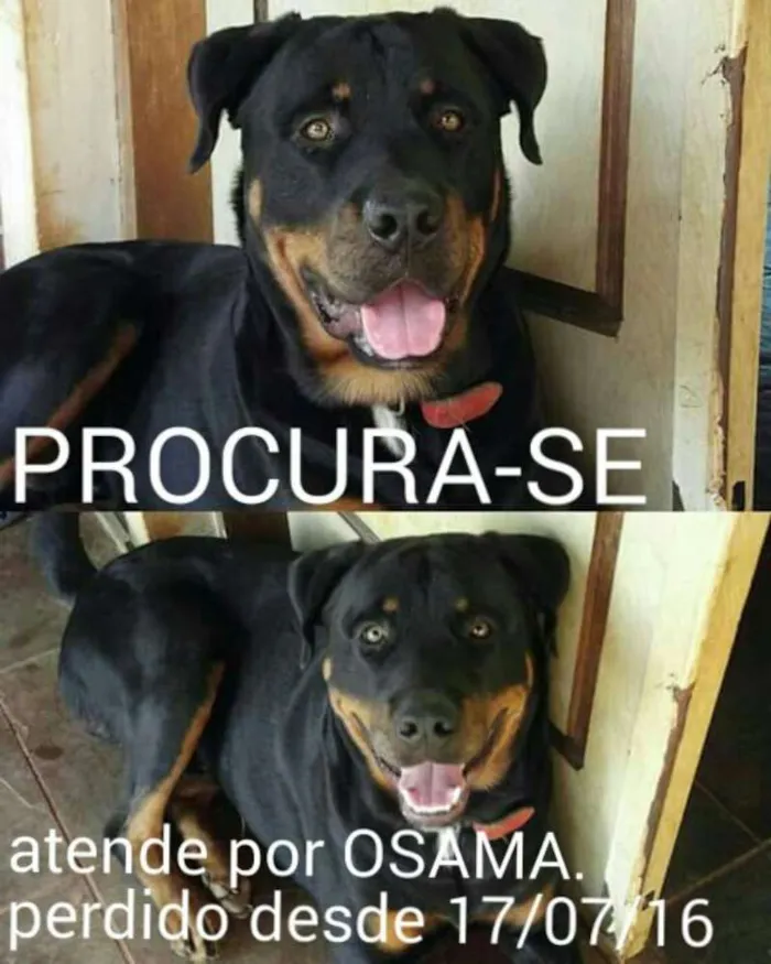 Cachorro ra a Rottwelier idade 1 ano nome Osama