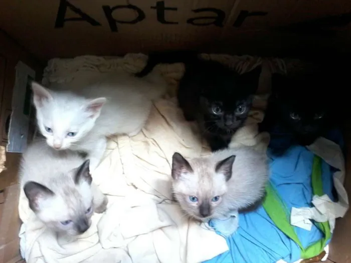 Gato ra a  idade 2 a 6 meses nome  não coloquei nome