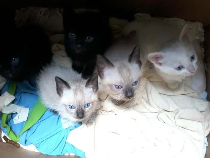 Gato ra a  idade 2 a 6 meses nome  não coloquei nome