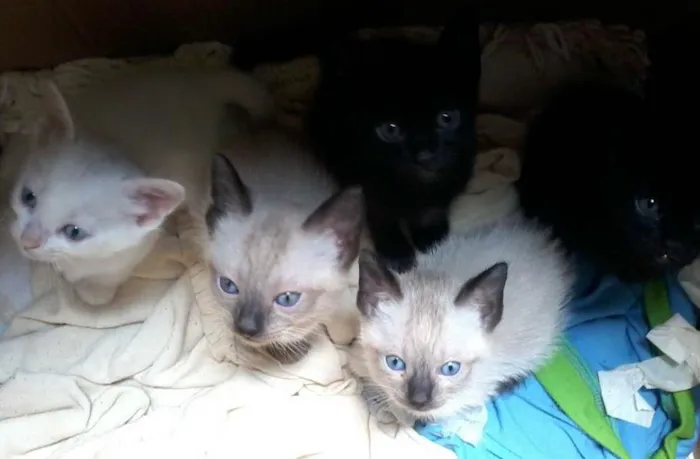 Gato ra a  idade 2 a 6 meses nome  não coloquei nome
