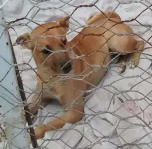 Cachorro raça Indefinida idade 7 a 11 meses nome Caramelo