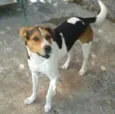 Maiado
