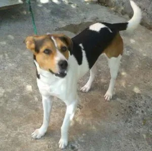 Cachorro raça Vira-Lata/Fox Paulistinha idade 3 anos nome Maiado