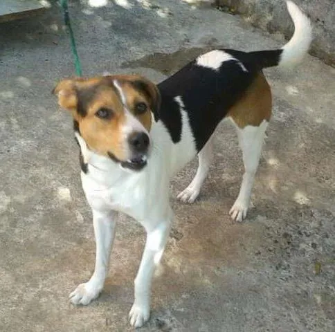 Cachorro ra a Vira-Lata/Fox Paulistinha idade 3 anos nome Maiado