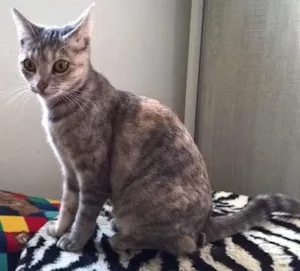 Gato raça srd idade 2 a 6 meses nome petunia