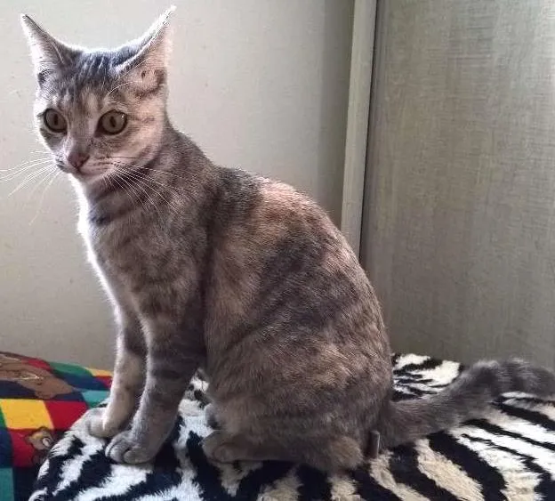 Gato ra a srd idade 2 a 6 meses nome petunia