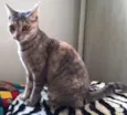petunia