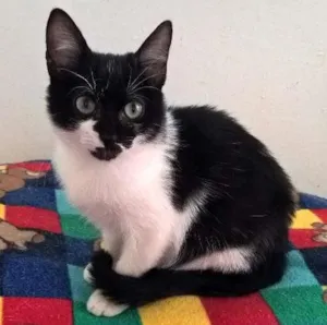 Gato raça srd idade 2 a 6 meses nome lirio