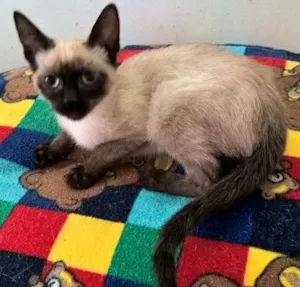 Gato raça siamesa idade 2 a 6 meses nome tulipa