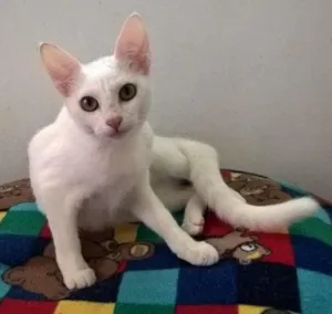 Gato raça srd idade 2 a 6 meses nome camelia