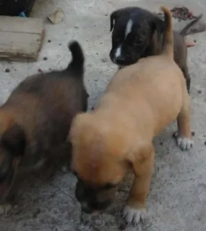 Cachorro raça Vira Lata idade Abaixo de 2 meses nome Filhotes