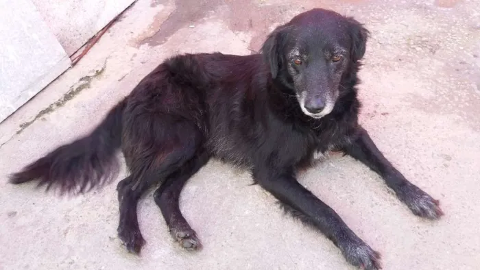 Cachorro raça Indefinida idade 4 anos nome Pandora