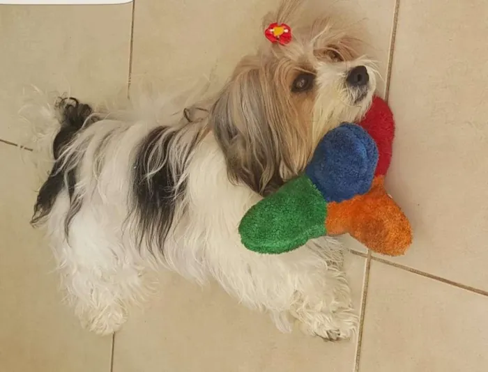 Cachorro ra a Lhasa idade 4 anos nome Brenda GRATIFICA