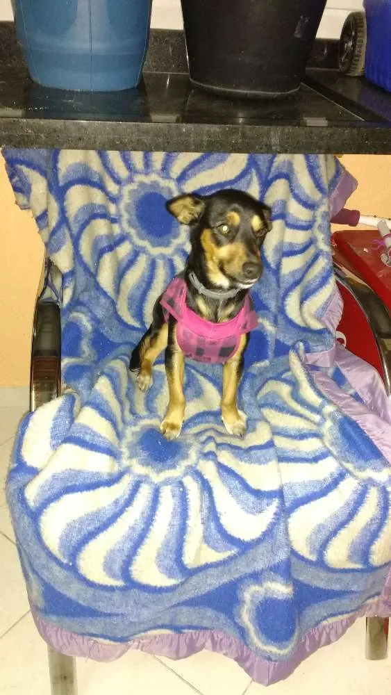 Cachorro ra a Viralata idade 7 a 11 meses nome Jade