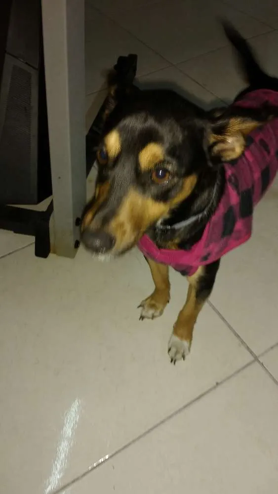 Cachorro ra a Viralata idade 7 a 11 meses nome Jade