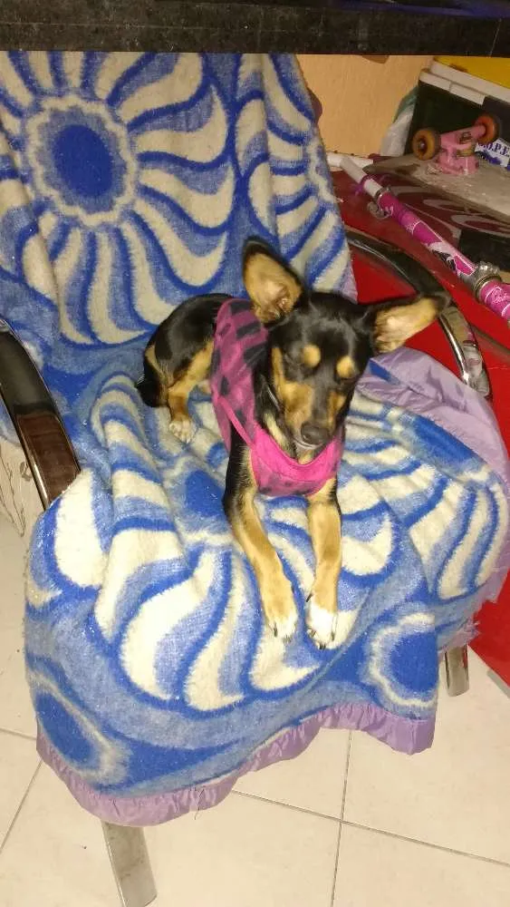Cachorro ra a Viralata idade 7 a 11 meses nome Jade