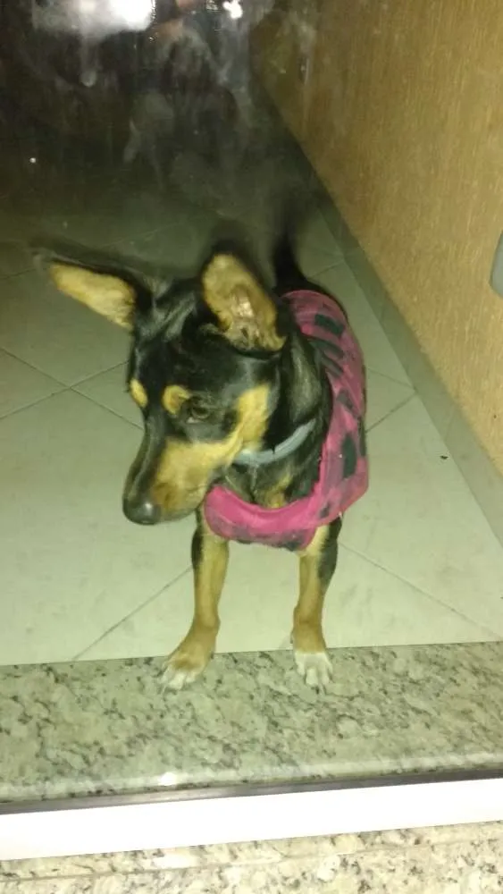 Cachorro ra a Viralata idade 7 a 11 meses nome Jade