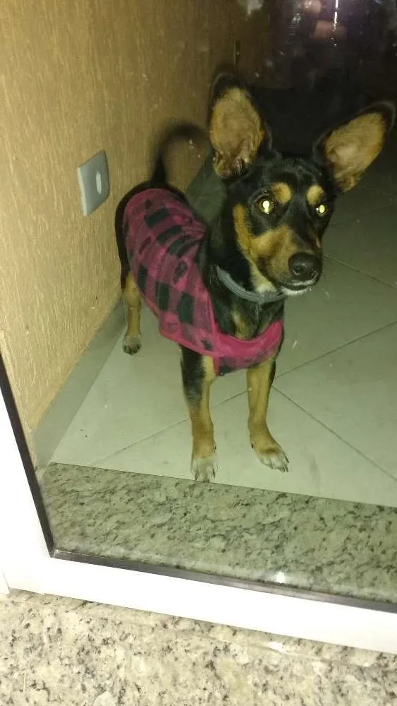 Cachorro ra a Viralata idade 7 a 11 meses nome Jade
